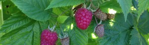 Growing raspberries on the bush