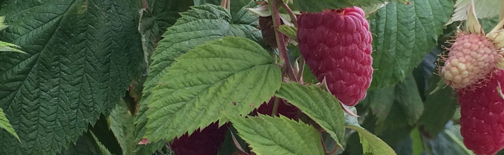 Raspberry picking machine