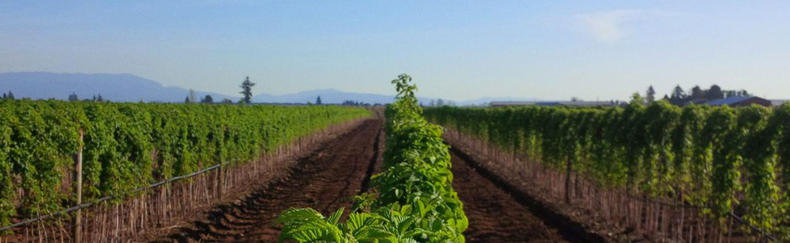 Raspberry picking machine