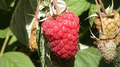 BC Raspberries | Raspberry Industry Development Council