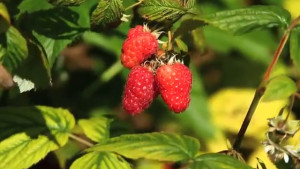 Raspberry Variety Breeding