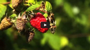 Fresh Raspberries Video
