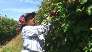 Raspberry picking woman